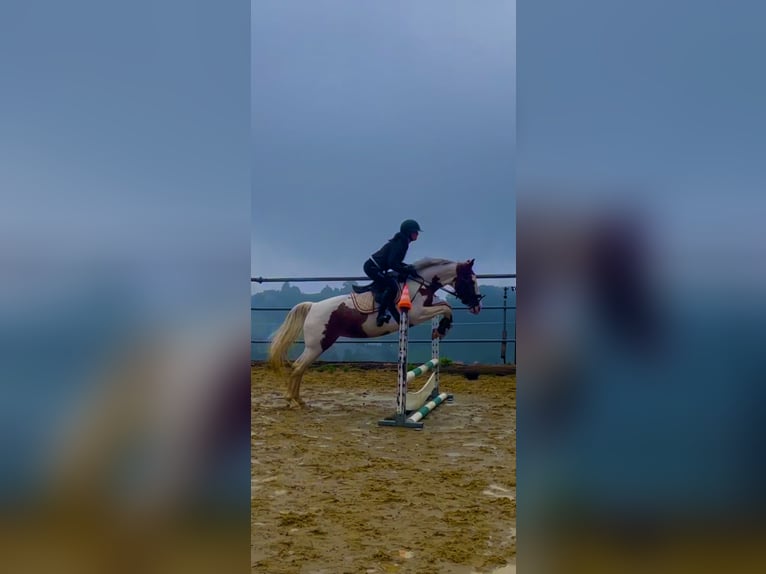 Belgisches Warmblut Stute 7 Jahre 158 cm Schecke in Wolfhalden