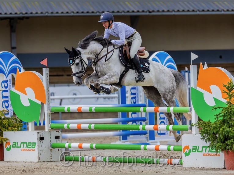 Belgisches Warmblut Stute 7 Jahre 160 cm Schimmel in Ceske Budejovice