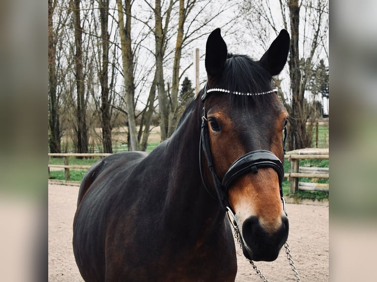 Belgisches Warmblut Stute 7 Jahre 161 cm Schwarzbrauner in Steinbrunn-le-bas