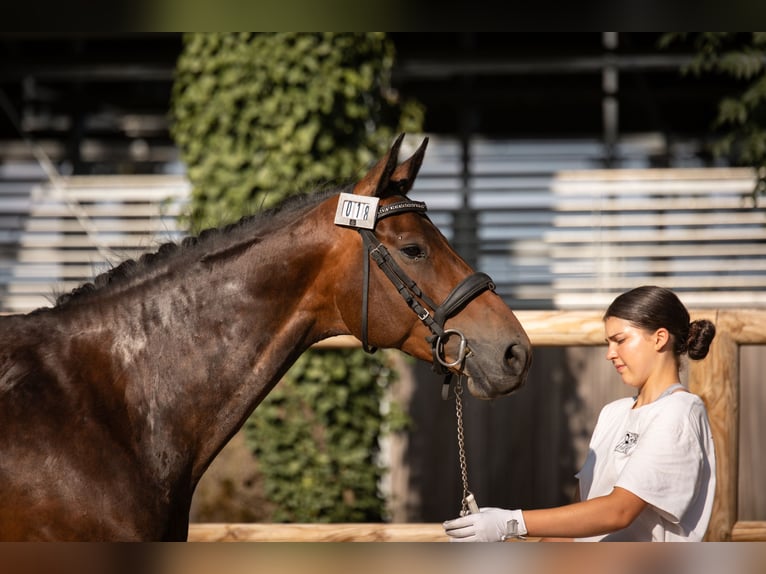 Belgisches Warmblut Stute 7 Jahre 161 cm Schwarzbrauner in Steinbrunn-le-bas