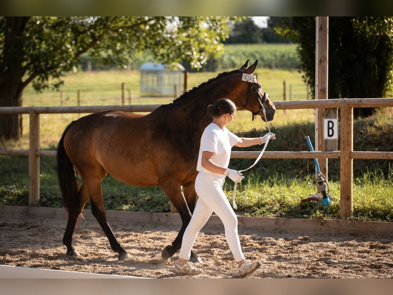 Belgisches Warmblut Stute 7 Jahre 161 cm Schwarzbrauner in Steinbrunn-le-bas