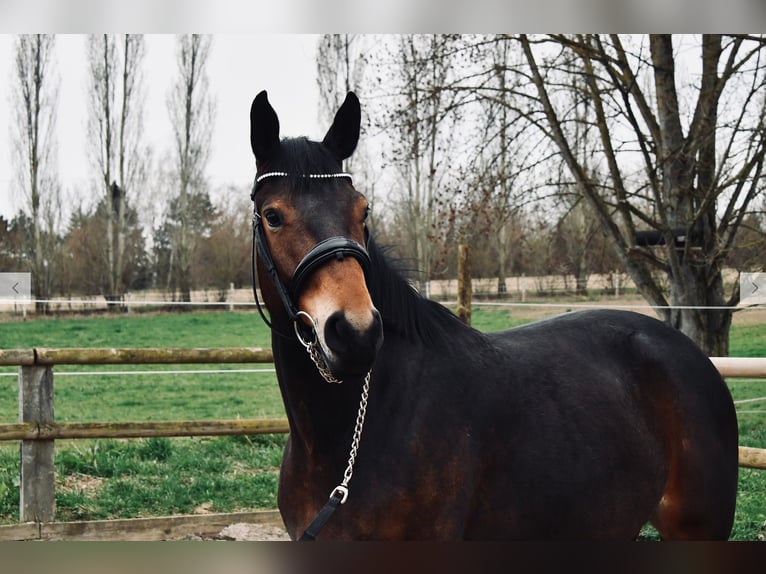 Belgisches Warmblut Stute 7 Jahre 161 cm Schwarzbrauner in Steinbrunn-le-bas