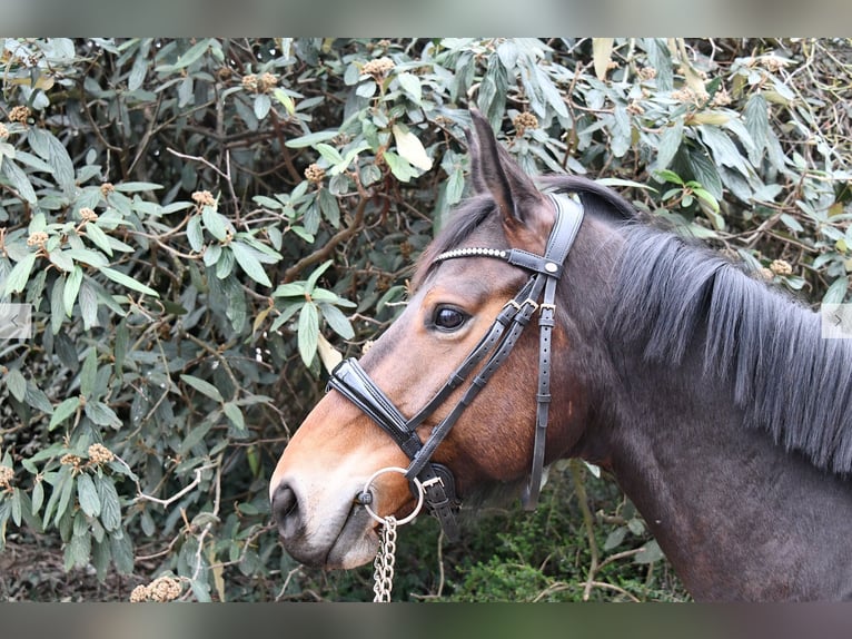 Belgisches Warmblut Stute 7 Jahre 161 cm Schwarzbrauner in Steinbrunn-le-bas