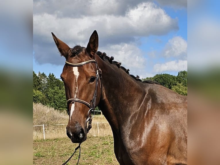 Belgisches Warmblut Mix Stute 7 Jahre 162 cm Brauner in Leipzig