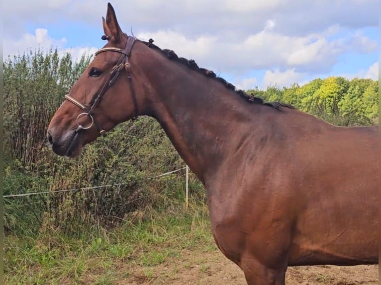 Belgisches Warmblut Mix Stute 7 Jahre 162 cm Brauner in Leipzig
