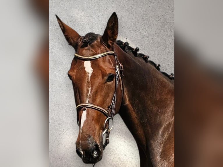 Belgisches Warmblut Mix Stute 7 Jahre 162 cm Brauner in Leipzig