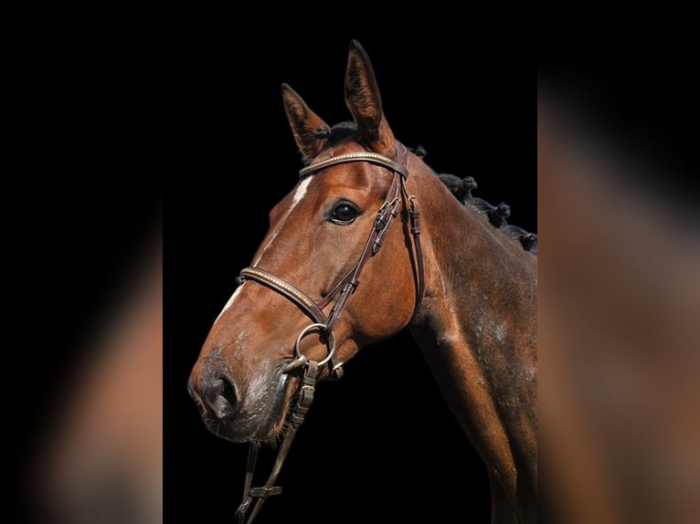 Belgisches Warmblut Mix Stute 7 Jahre 162 cm Brauner in Leipzig