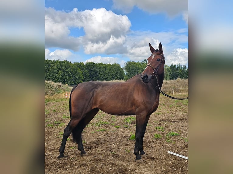 Belgisches Warmblut Mix Stute 7 Jahre 162 cm Brauner in Leipzig