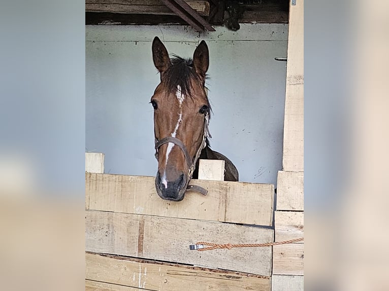 Belgisches Warmblut Mix Stute 7 Jahre 162 cm Brauner in Leipzig