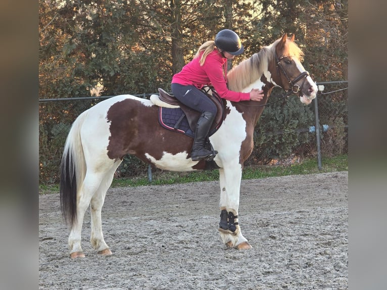 Belgisches Warmblut Stute 7 Jahre 162 cm Schecke in Someren
