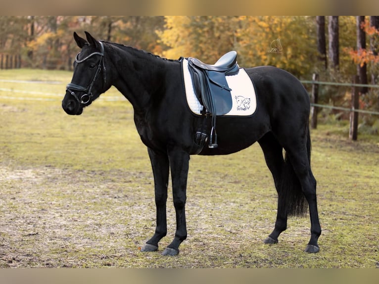 Belgisches Warmblut Stute 7 Jahre 163 cm Rappe in Geel