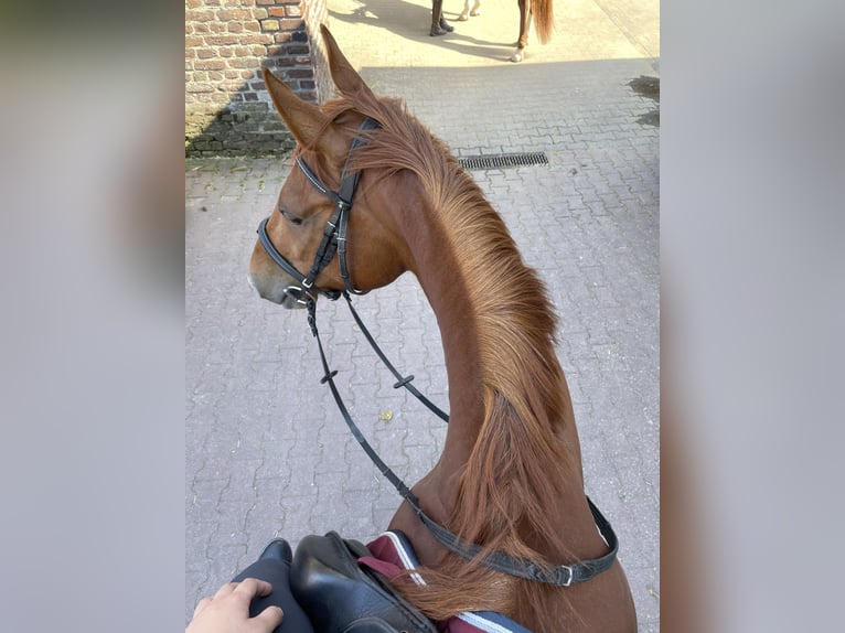 Belgisches Warmblut Stute 7 Jahre 164 cm Fuchs in Krefeld