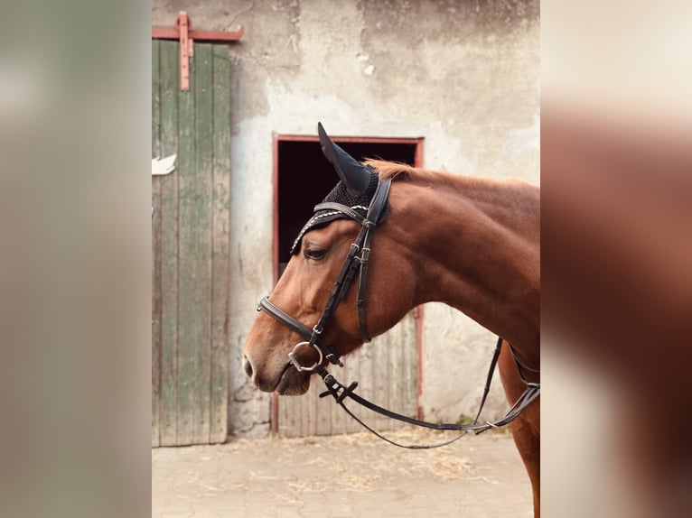 Belgisches Warmblut Stute 7 Jahre 164 cm Fuchs in Krefeld