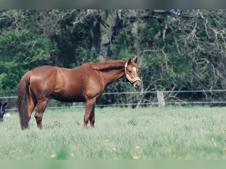 Belgisches Warmblut Stute 7 Jahre 164 cm Fuchs in Krefeld