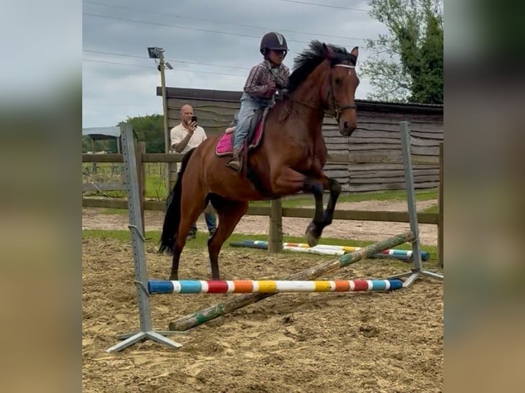 Belgisches Warmblut Stute 7 Jahre 165 cm Brauner in Bornem