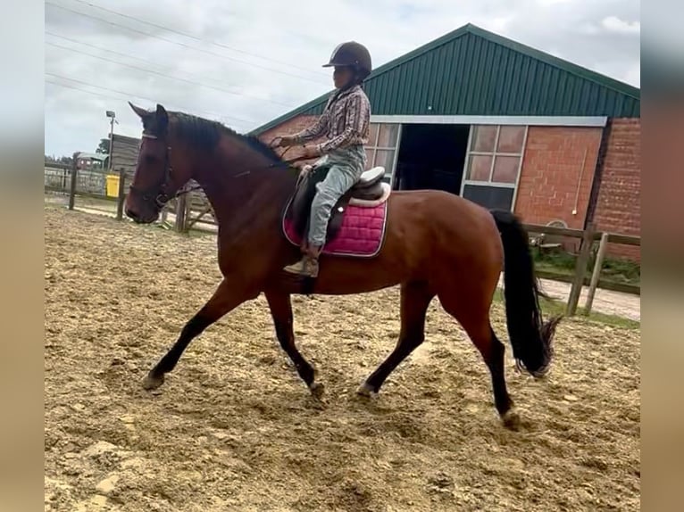 Belgisches Warmblut Stute 7 Jahre 165 cm Brauner in Bornem
