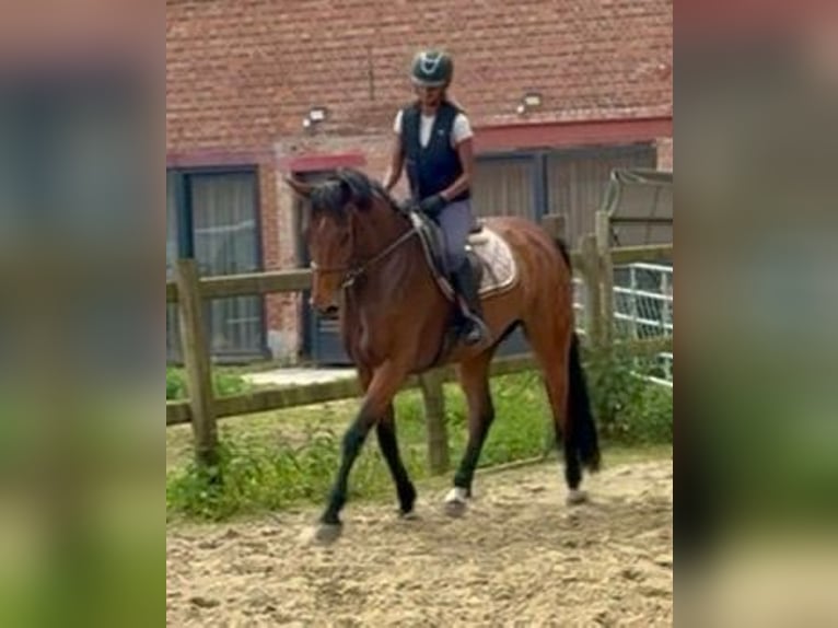 Belgisches Warmblut Stute 7 Jahre 165 cm Brauner in Bornem