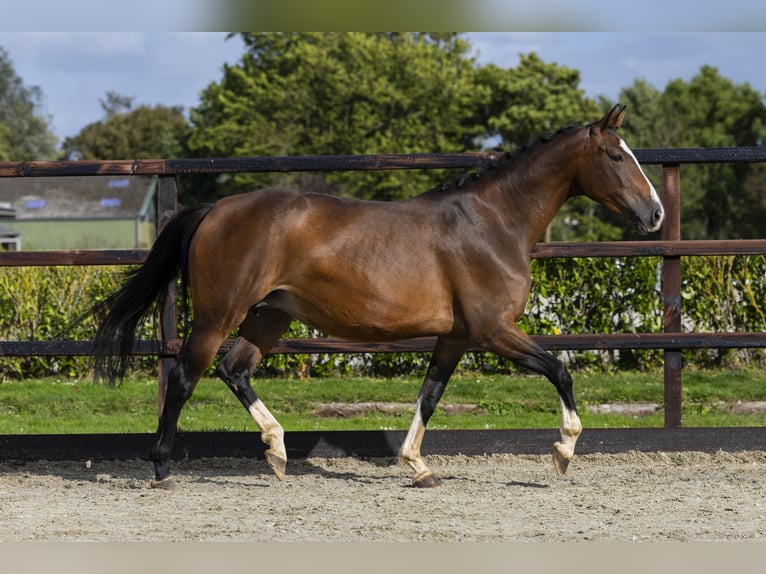 Belgisches Warmblut Stute 7 Jahre 165 cm Brauner in Waddinxveen