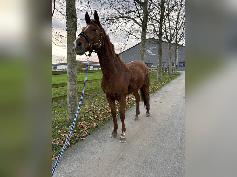 Belgisches Warmblut Stute 7 Jahre 165 cm Fuchs in Beveren kruibeke zwijndrecht