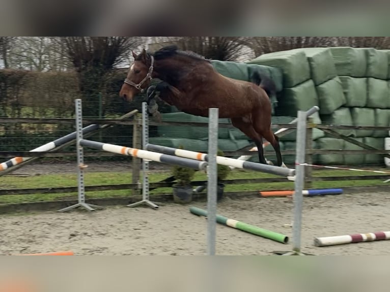 Belgisches Warmblut Stute 7 Jahre 167 cm Brauner in Oosterzele