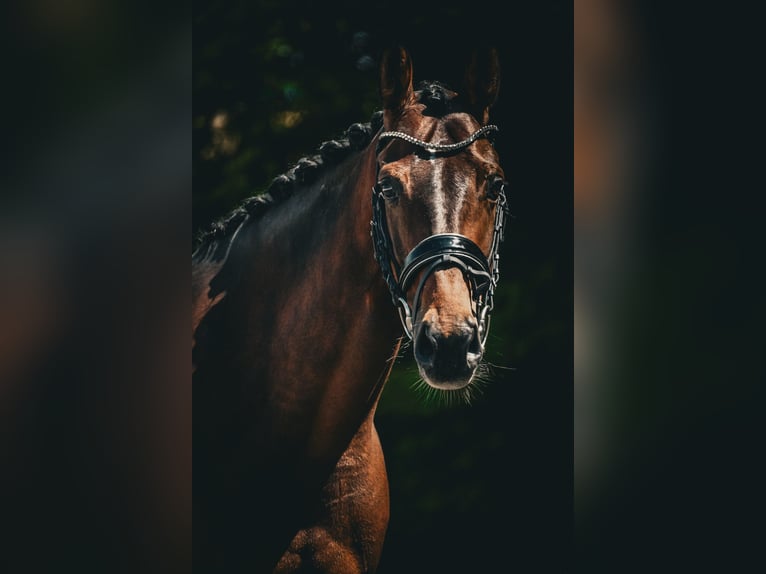 Belgisches Warmblut Stute 7 Jahre 168 cm Brauner in Nettersheim