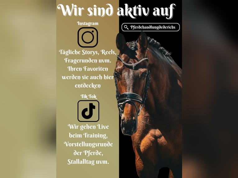 Belgisches Warmblut Stute 7 Jahre 168 cm Brauner in Nettersheim