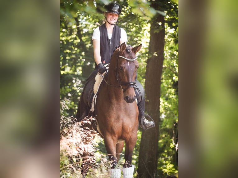 Belgisches Warmblut Stute 7 Jahre 168 cm Brauner in Nettersheim