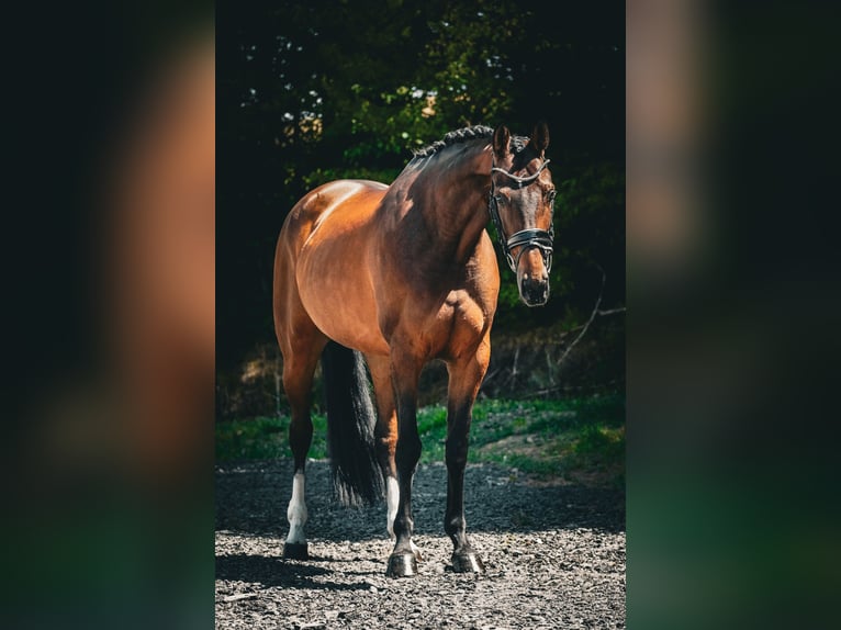 Belgisches Warmblut Stute 7 Jahre 168 cm Brauner in Nettersheim