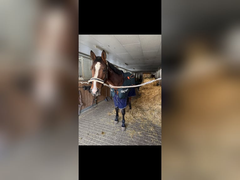 Belgisches Warmblut Stute 7 Jahre 168 cm Brauner in Albstadt