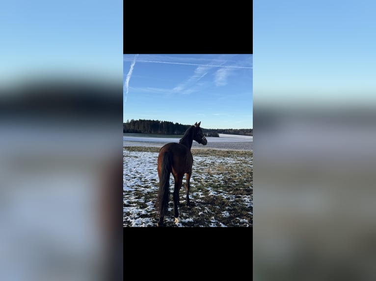 Belgisches Warmblut Stute 7 Jahre 168 cm Brauner in Albstadt