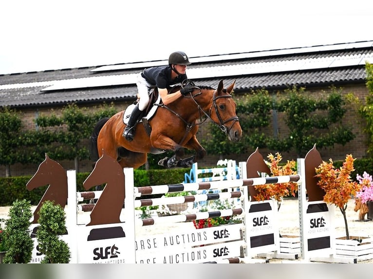 Belgisches Warmblut Stute 7 Jahre 168 cm Brauner in Bladel