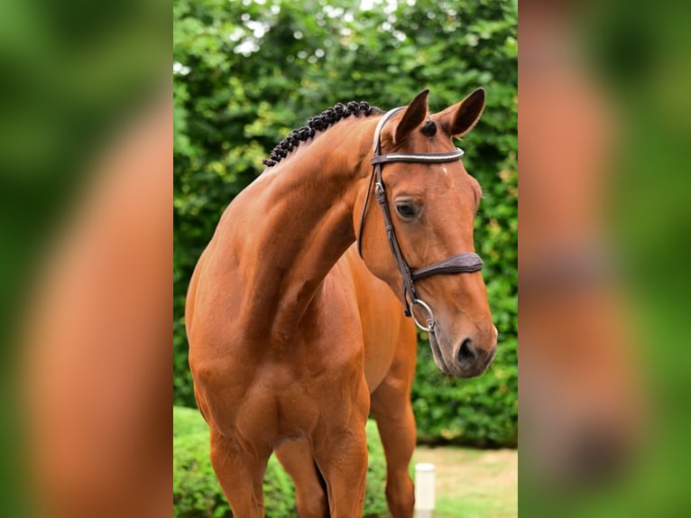Belgisches Warmblut Stute 7 Jahre 168 cm Brauner in Bladel