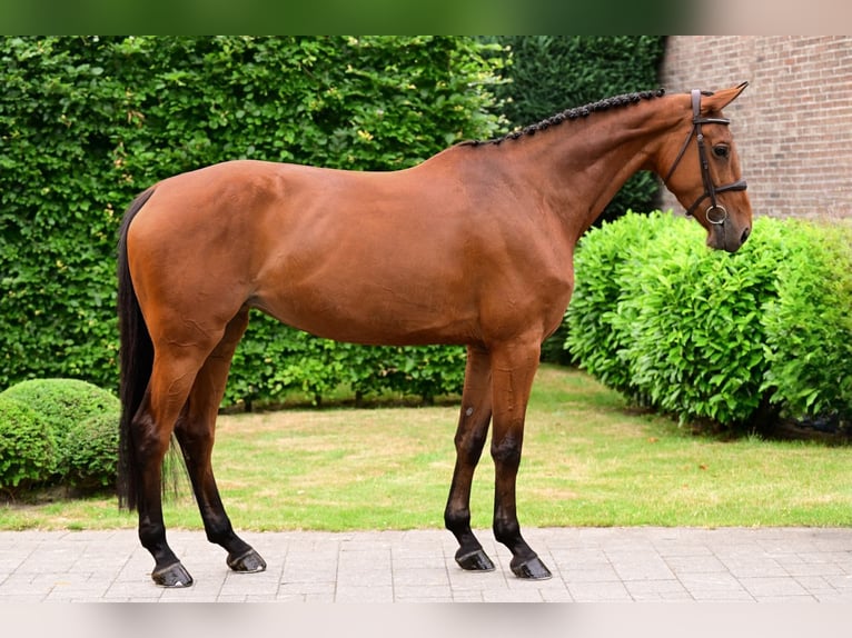 Belgisches Warmblut Stute 7 Jahre 168 cm Brauner in Bladel