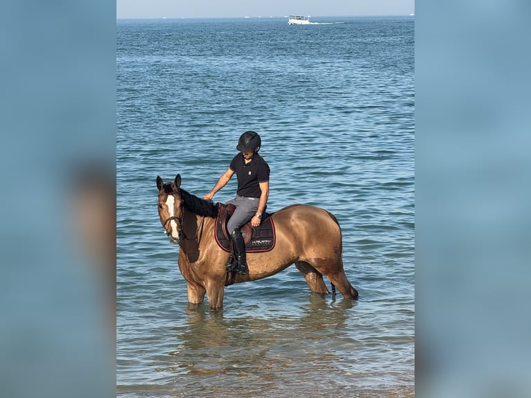 Belgisches Warmblut Stute 7 Jahre 169 cm Rotbrauner in Wuustwezel