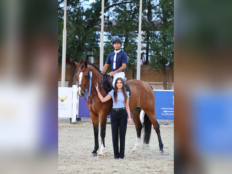 Belgisches Warmblut Stute 7 Jahre 169 cm Rotbrauner in Wuustwezel