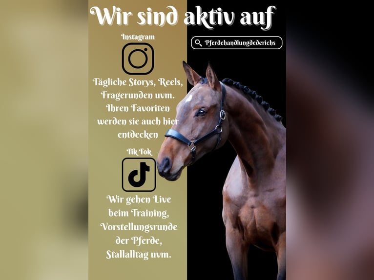 Belgisches Warmblut Stute 7 Jahre 170 cm Brauner in Nettersheim