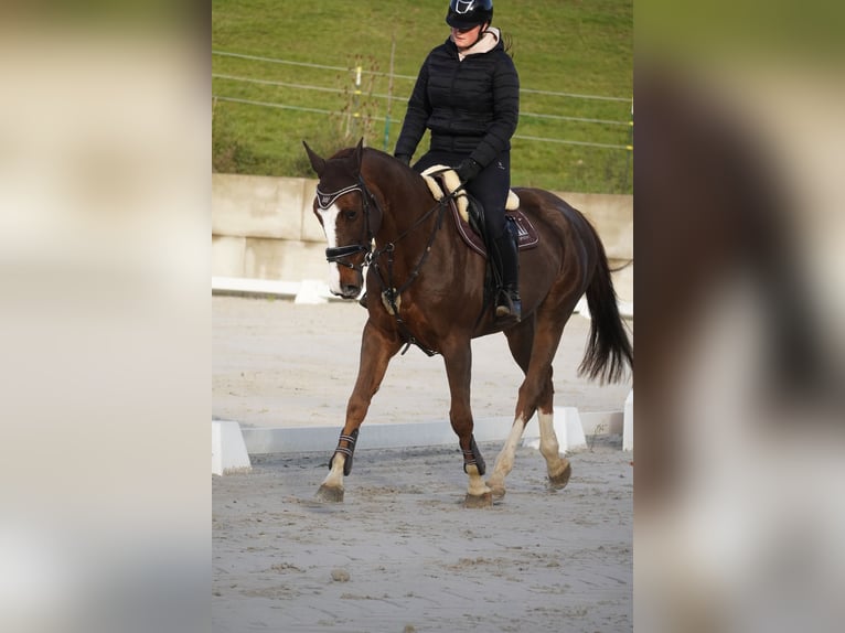 Belgisches Warmblut Stute 7 Jahre 170 cm Dunkelfuchs in Nettersheim