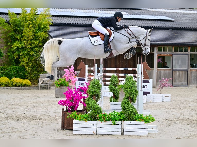Belgisches Warmblut Stute 7 Jahre 171 cm Schimmel in Bladel