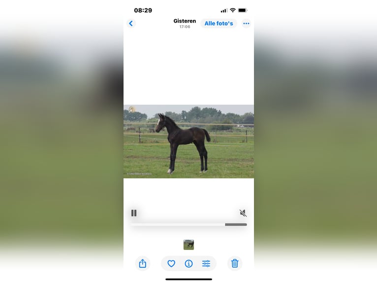 Belgisches Warmblut Stute 7 Jahre 172 cm Dunkelbrauner in Hoogstraten