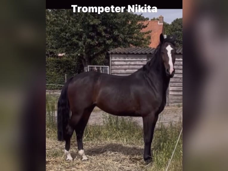 Belgisches Warmblut Stute 7 Jahre 172 cm Dunkelbrauner in Hoogstraten