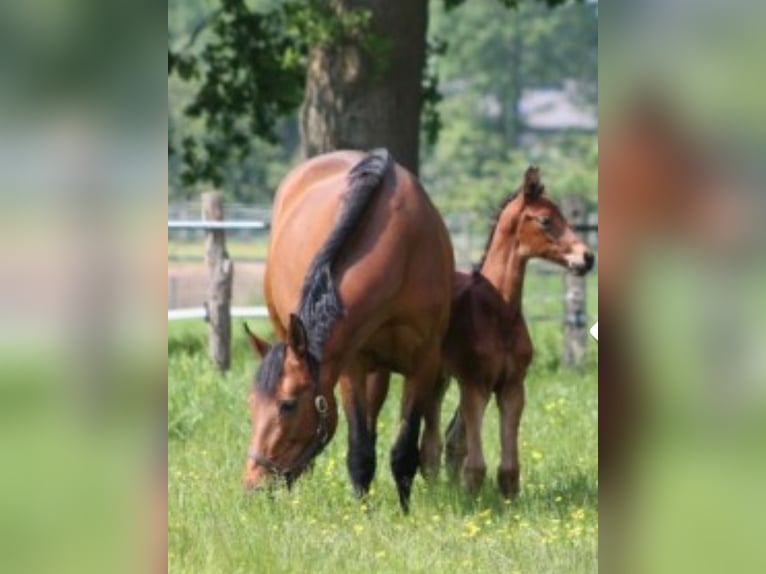 Belgisches Warmblut Stute 7 Jahre 173 cm Brauner in Someren
