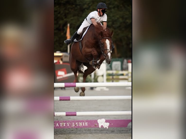 Belgisches Warmblut Stute 7 Jahre 178 cm Fuchs in Berlare