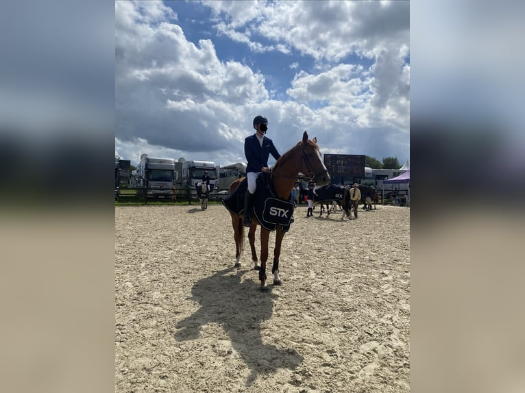 Belgisches Warmblut Stute 7 Jahre 178 cm Fuchs in Berlare