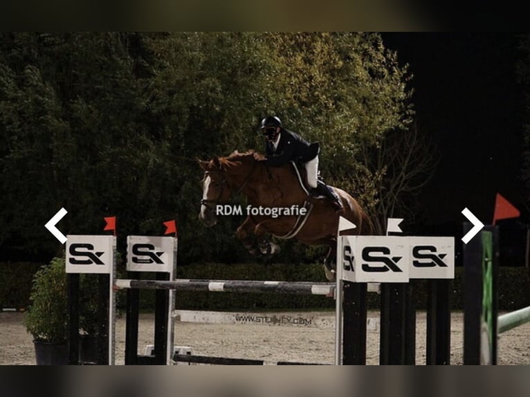 Belgisches Warmblut Stute 7 Jahre 178 cm Fuchs in Berlare