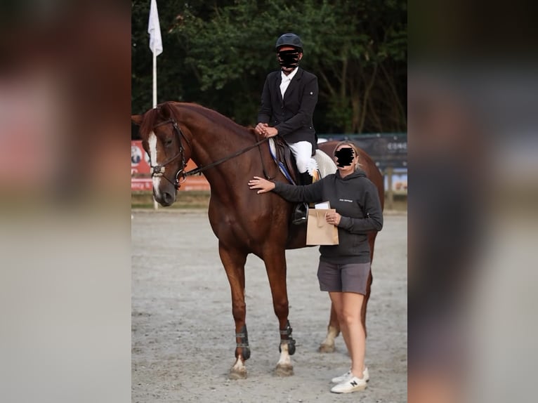 Belgisches Warmblut Stute 7 Jahre 178 cm Fuchs in Berlare