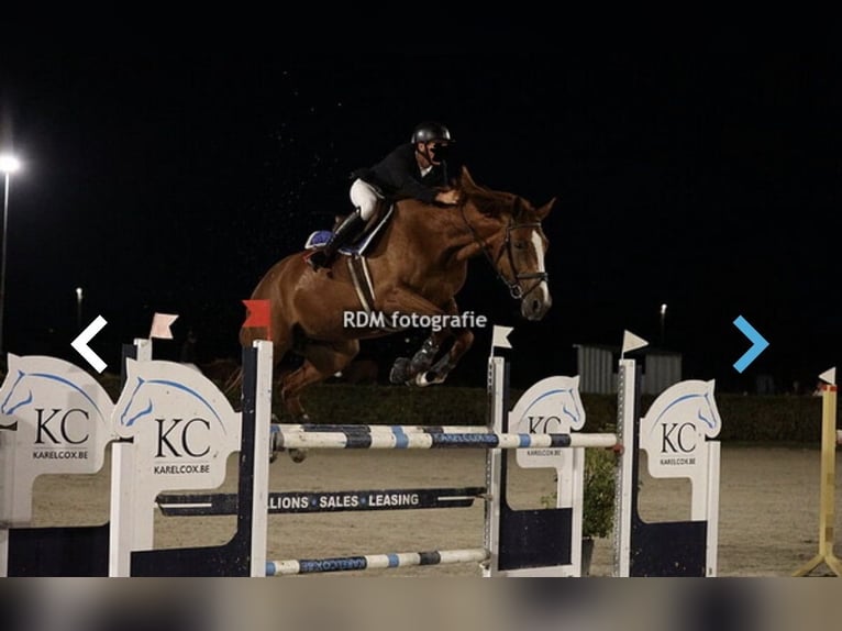 Belgisches Warmblut Stute 7 Jahre 178 cm Fuchs in Berlare