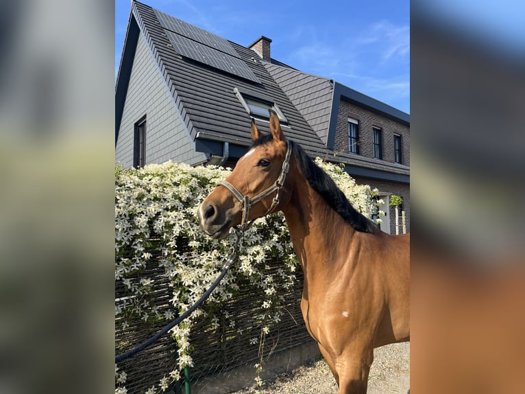 Belgisches Warmblut Stute 7 Jahre Brauner in HumbeekG