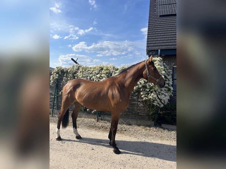 Belgisches Warmblut Stute 7 Jahre Brauner in HumbeekG
