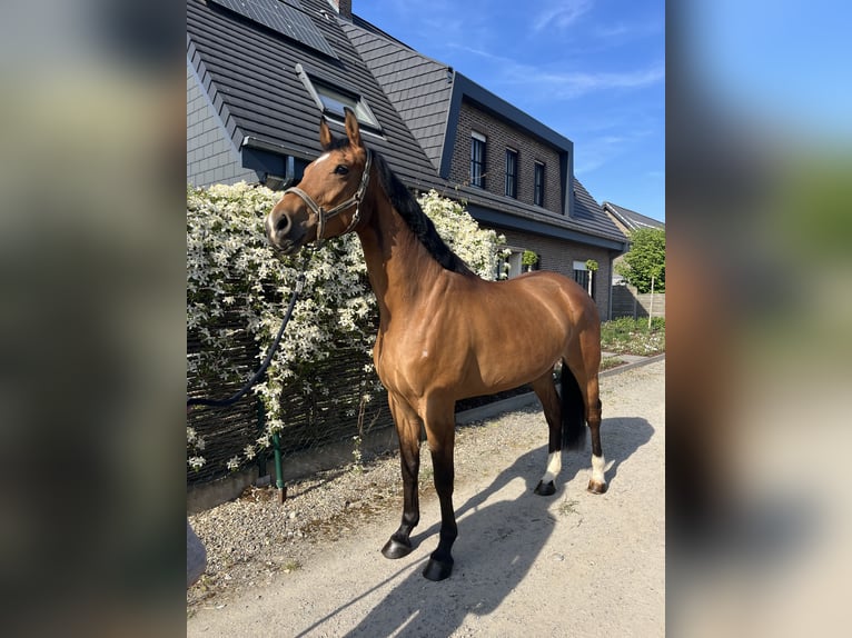 Belgisches Warmblut Stute 7 Jahre Brauner in HumbeekG