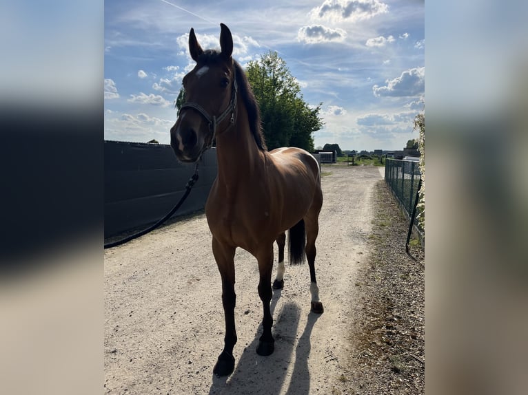 Belgisches Warmblut Stute 7 Jahre Brauner in HumbeekG